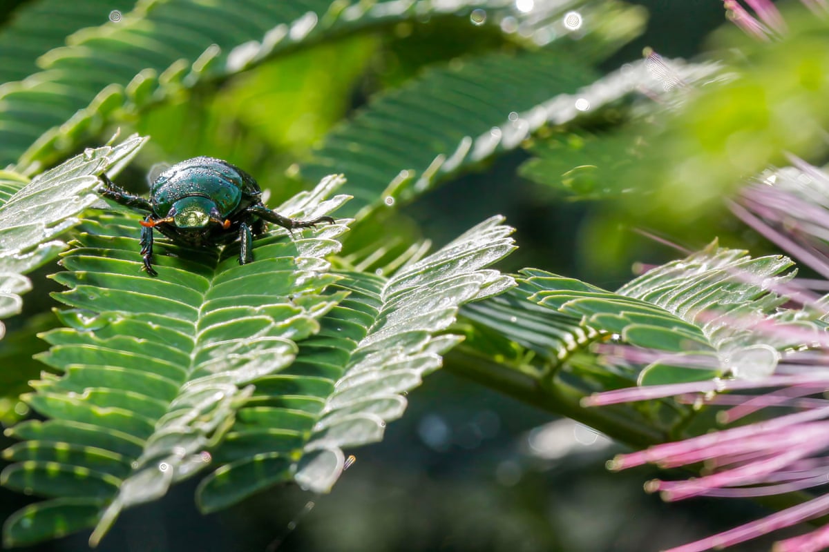 A beetle on a leaf.