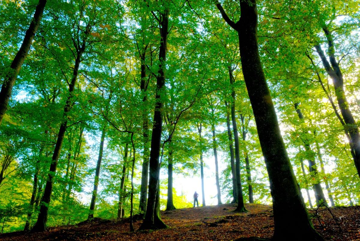 Silhouette of a person hiking in a forest.