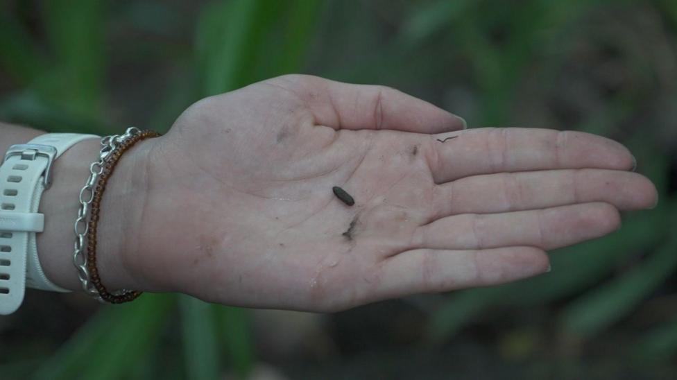 Close up of a white woman's hand, palm up. In the palm is a small Tic Tac shaped brown dropping. The woman has a white watch and two bracelets on.