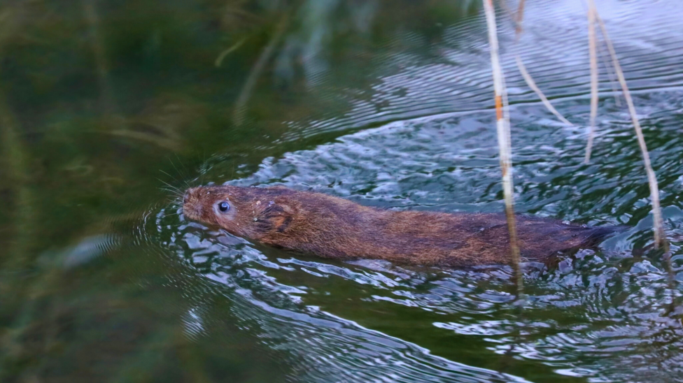 A water vole is swimming in a river. Its nose, eyes and ears are just above the water and you can see the length of its brown body behind.