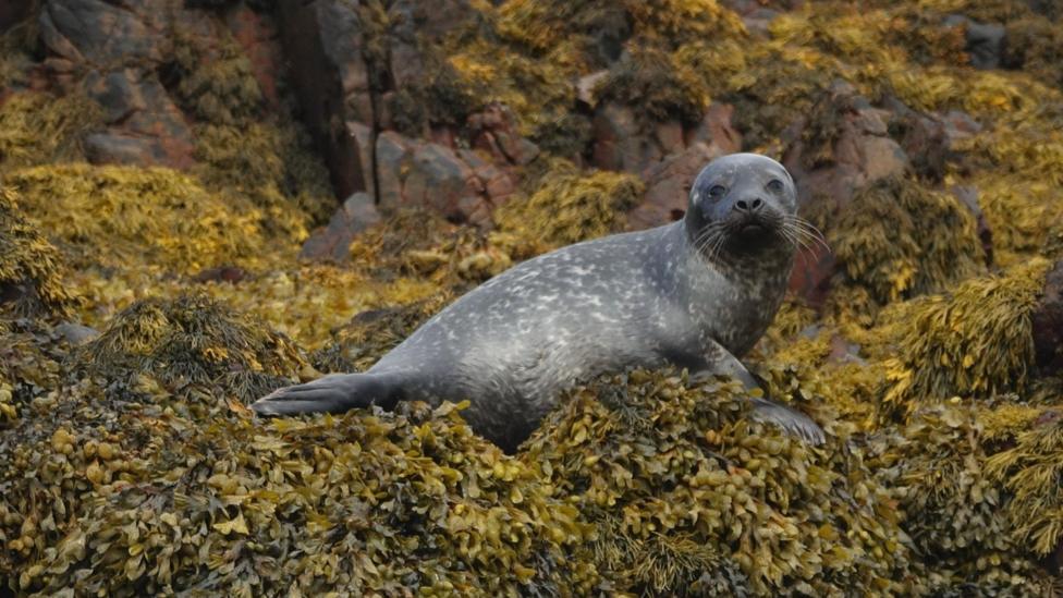 A grey seal rests on a rocky shoreline covered in dense brown seaweed. It is looking directly toward the camera.