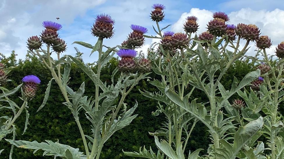 Tall thistle plants with purple flower heads rise above a dark green hedge. The flowers stand out against a backdrop of blue sky and large white clouds.