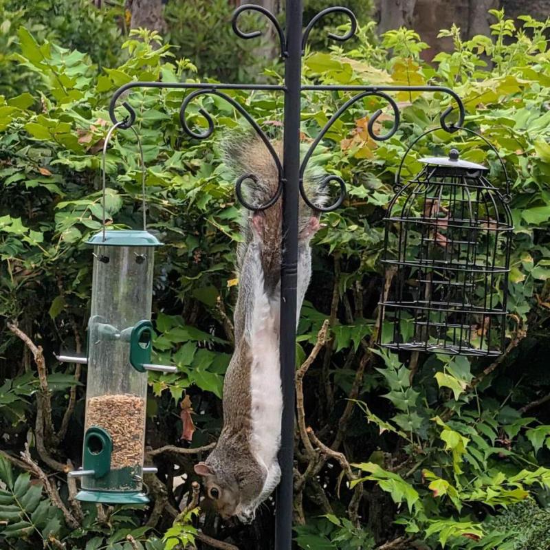 A grey squirrel hangs upside down from a garden bird-feeding station, surrounded by leafy greenery and hedges.