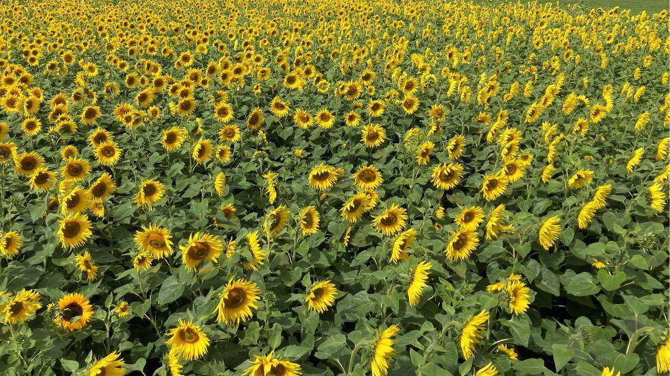 Hundreds of bright yellow sunflowers fill a large field, stretching toward a tree-lined horizon in the distance.
