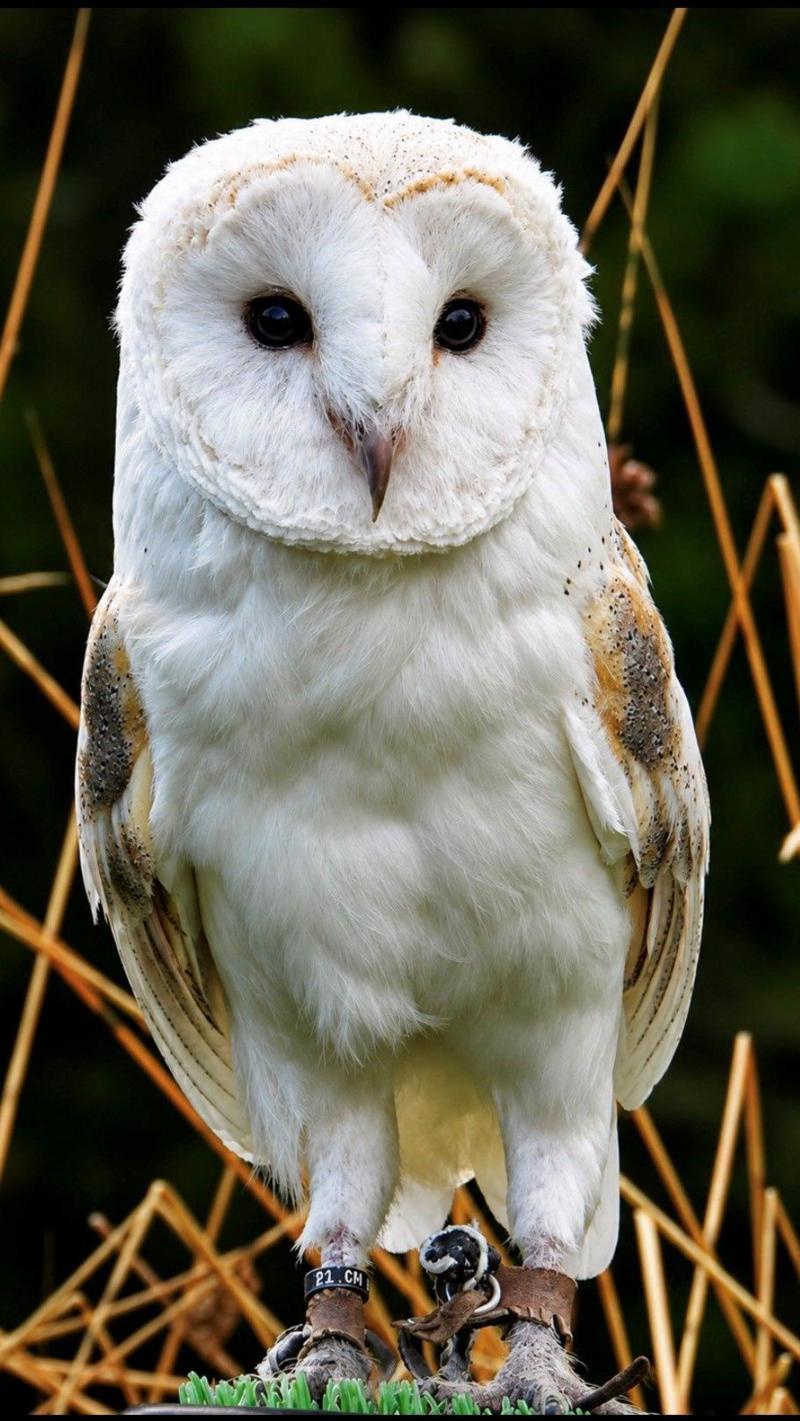 A close-up of a white barn owl standing among tall grasses, showing its distinctive heart-shaped face, dark eyes, and detailed feathers.
