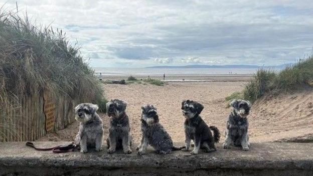 Five miniature schnauzer dogs sit side by side on a low stone wall at the entrance to a sandy beach. Tall dune grasses frame the scene, with the sea and a cloudy sky visible in the distance.