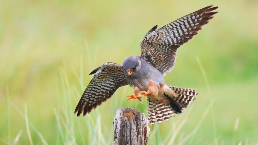 A bird of prey is captured mid-flight as it descends toward a weathered wooden post. Its wings are fully spread, showing striking black-and-white patterned feathers, while the soft green background keeps the focus on the bird's movement and detail.
