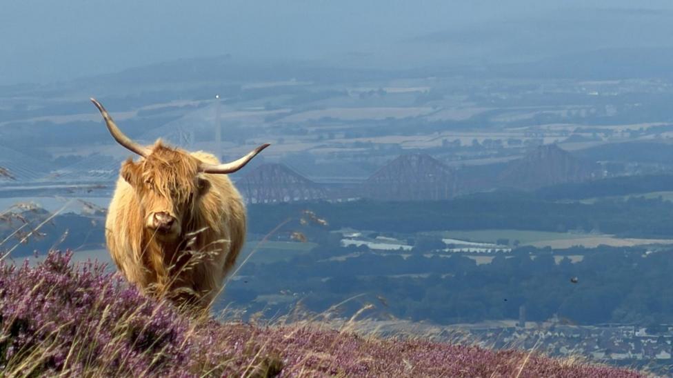 A shaggy Highland cow stands on a hillside covered in purple heather, overlooking a broad landscape of fields and hills. In the distance, a large steel bridge spans an estuary beneath a hazy sky.