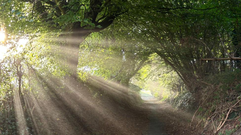 A narrow path winds through a leafy woodland tunnel, with bright morning sunlight streaming through the trees. Distinct rays of light cut across the scene, illuminating the foliage.