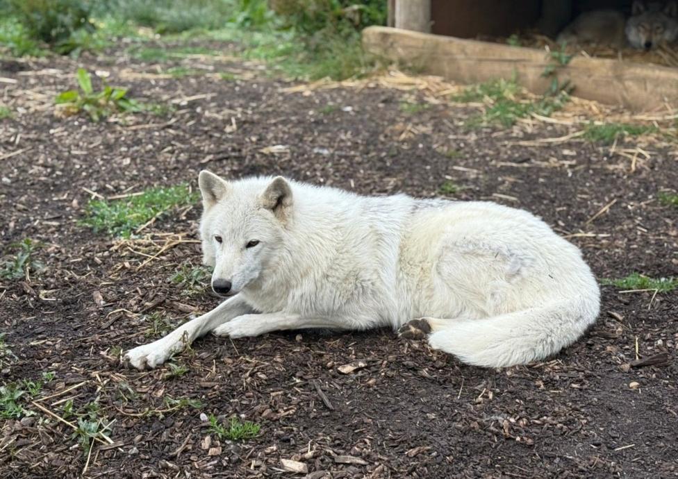 A white wolfdog lies outside at an animal sanctuary