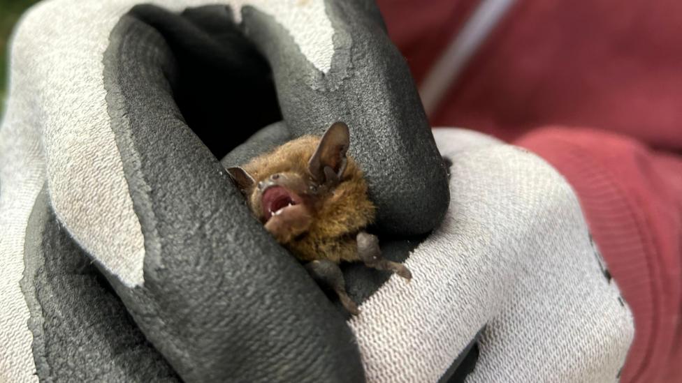 Small brown bat being gently held in protective grey-and-white gloves. The bat's mouth is open, showing tiny teeth, while a person wearing a reddish-pink top is blurred in the background.