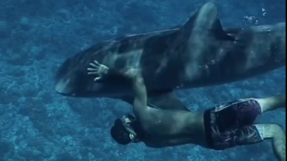 A man swimming underneath a large shark while touching it