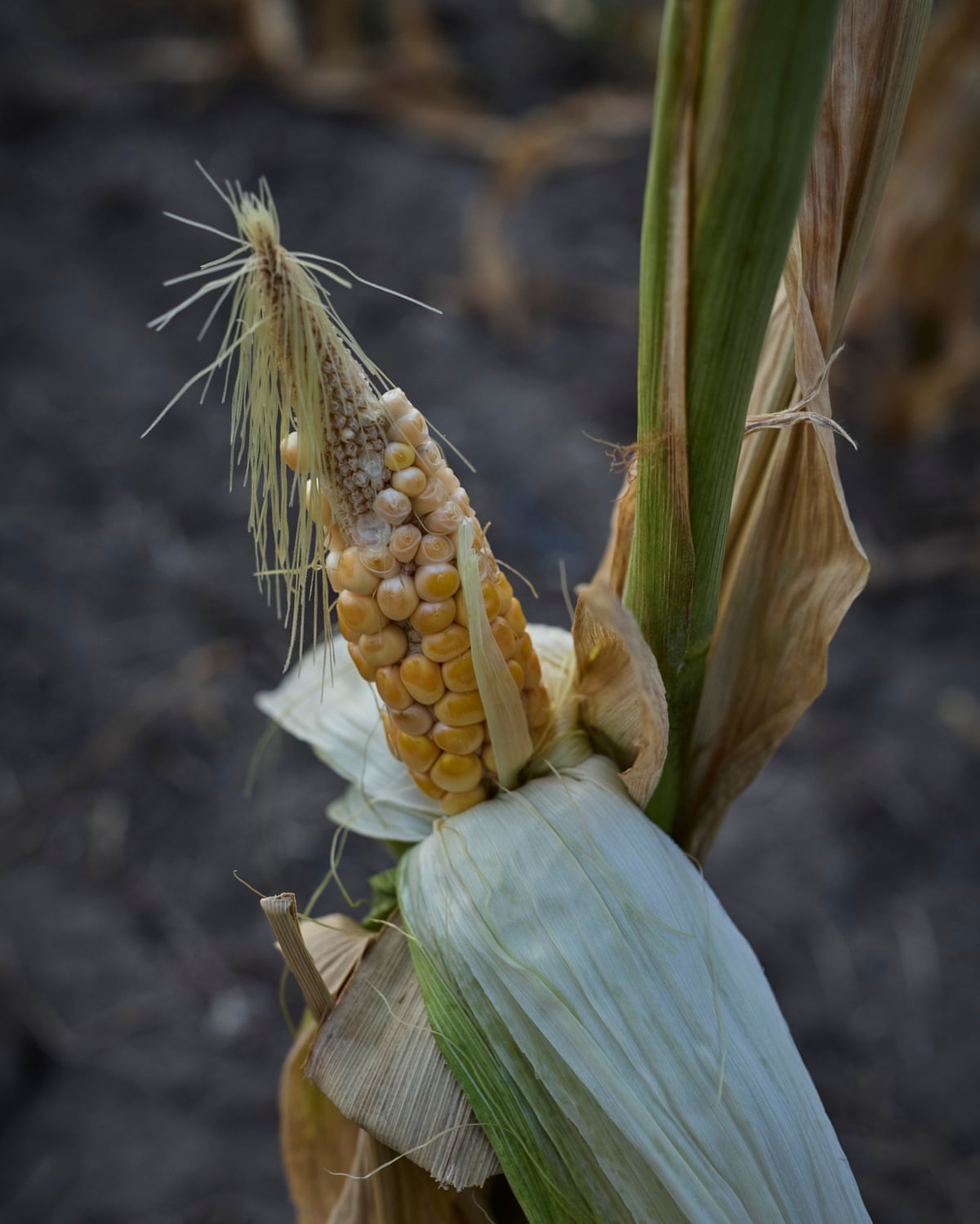 A maize, or sweetcorn, plant affected by the hot and dry conditions