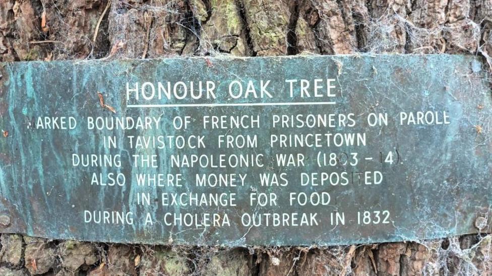 An off-coloured greyish green rectangular plaque on a tree with cobwebs surrounding the edges. The plaque reads: Honour Oak Tree. Marked boundary of French prisoners on parole in Tavistock from Princetown during the Napoleonic War (1803-14). Also where money was deposited in exchange for food during a Cholera outbreak in 1832.
