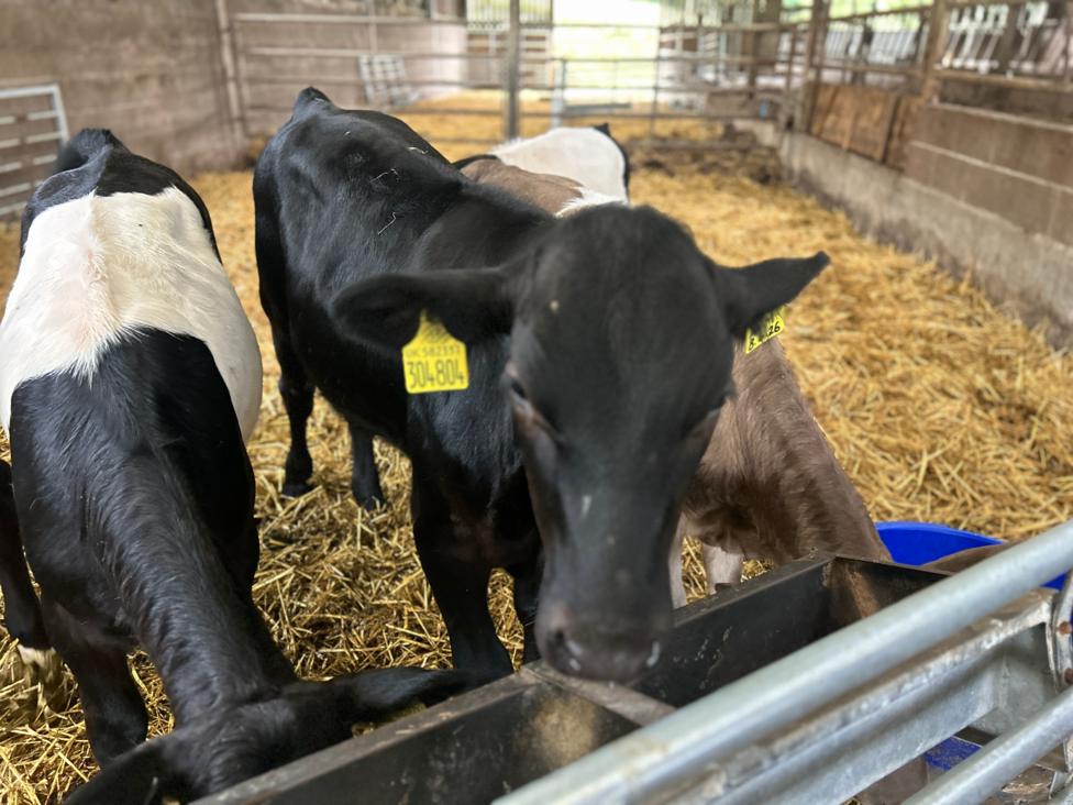 Three cows in a shed eating from a trough. One is black and white, one is completely black and one is a soft brown and white.