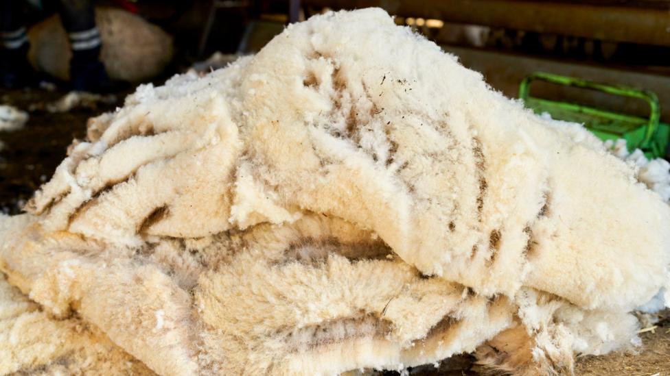 Freshly sheared sheep wool waiting to be processed