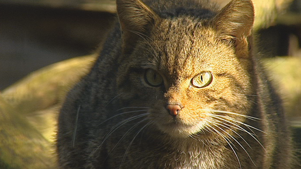 A close up of a wildcat looking into the camera. It looks like a large brown cat and has large green eyes.