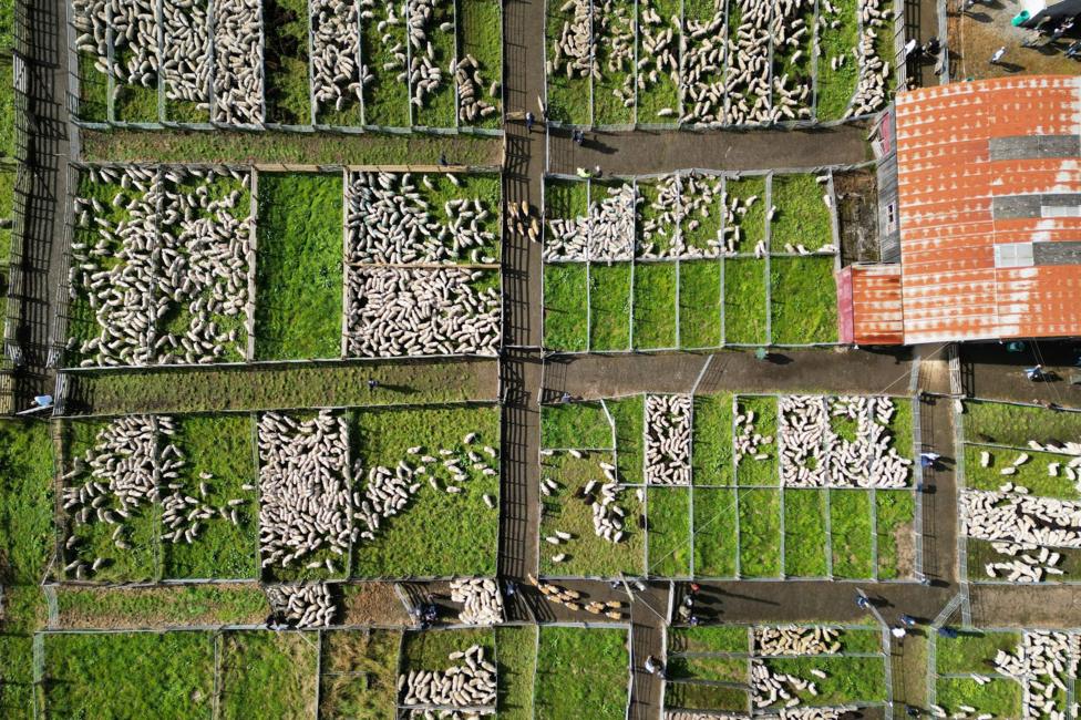 An aerial view of Lairg lamb sales. White sheep are in pens laid out in a grid-like pattern on a large area of grass.