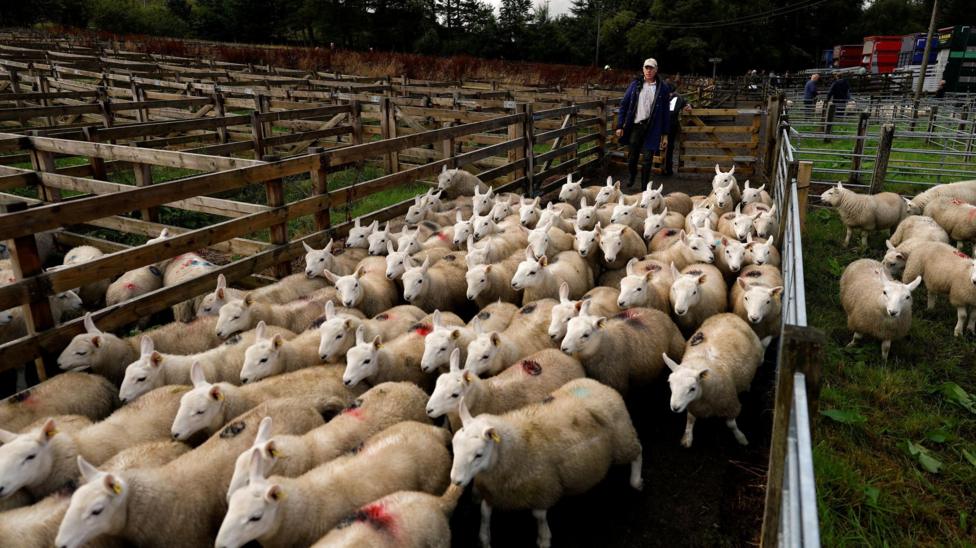 A farmer herds sheep from a pen at Lairg lamb sale.