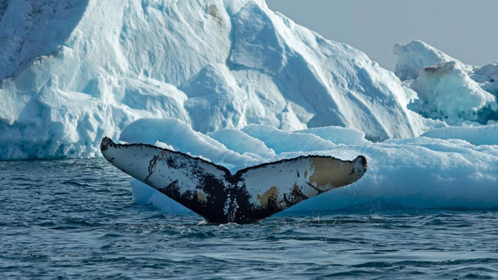 The image shows a humpback whale fluke emerging from blue, slightly choppy waters with icebergs in the background. This is a diving humpback whale, feeding among the broken sea ice of East Greenland.