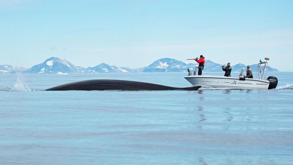 The image shows a research vessel with three people aboard, approaching a huge fin whale which is swimming at the surface of calm water. The mountains of Greenland are visible in the background. The whale's dark, long, shining body and small dorsal fin are visible above the water line. A scientist stands at the front of the vessel with what looks like a gun. This is a satellite dart gun, which enables researchers to attach tracking devices to the skin of whales from a distance - without harming the animal.