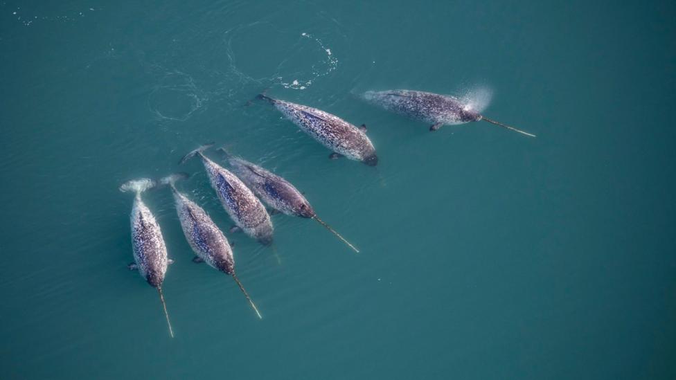 An aerial image shows six narwhals in open water - their bodies and tusks clearly visible just beneath the dark turquoise water.