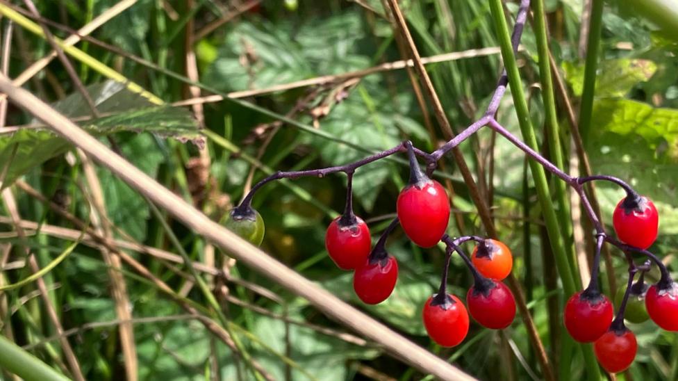 Red berries on a vine like branch in a green bush.