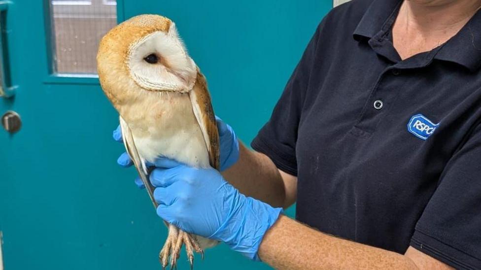 A woman holding an owl in her hands. She is wearing a navy polo shirt with an RSPCA logo on it and has her hands around the body of the barn owl which is looking directly at her.