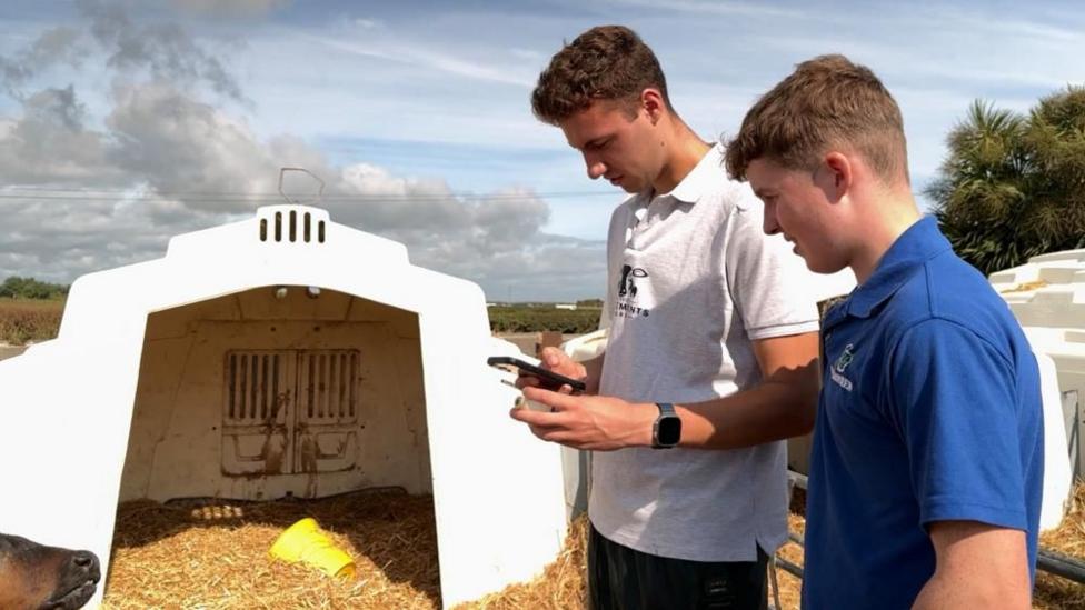 Two men are on a farm. One in a white shirt is holding a phone. There is a calf in the picture.