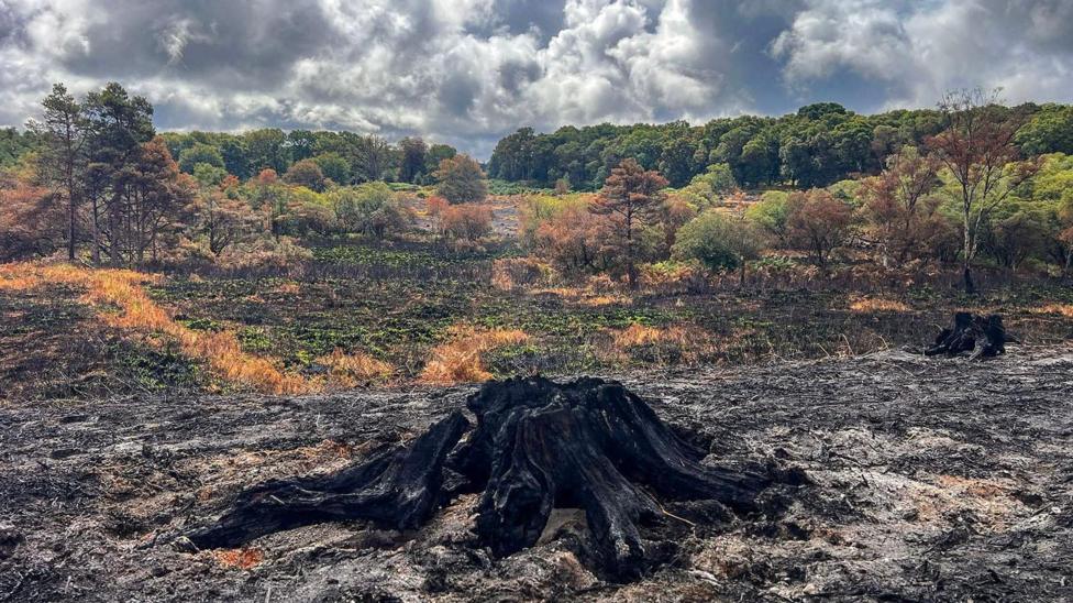 A blackened tree stump on ashy ground is in front of undamaged open ground and woodland.