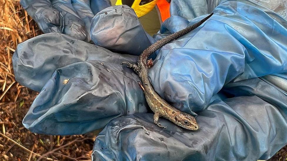 A gloved hand holds a sand lizard near brown grass on the ground.