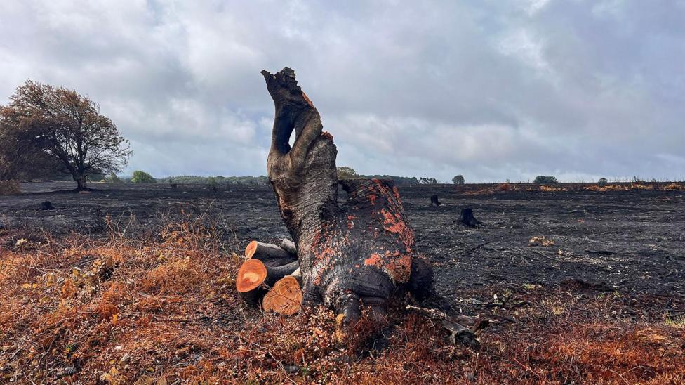 A recently-sawn tree stump lies on a large area of scorched land.