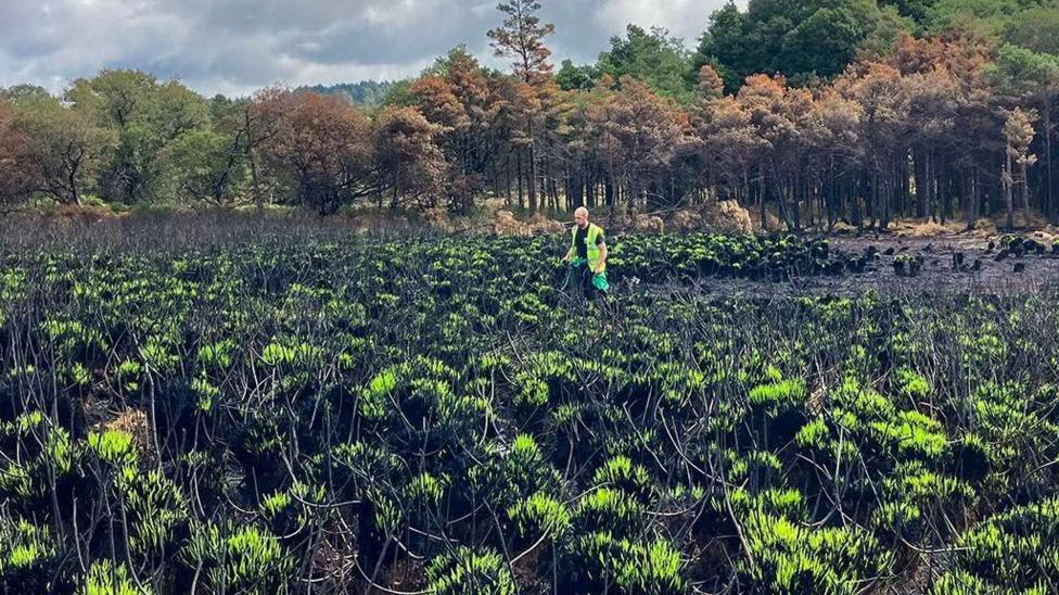 A man in a fluorescent jacket walk through an area of tufted green plants with dark stalks. Some blackened ground is visible.