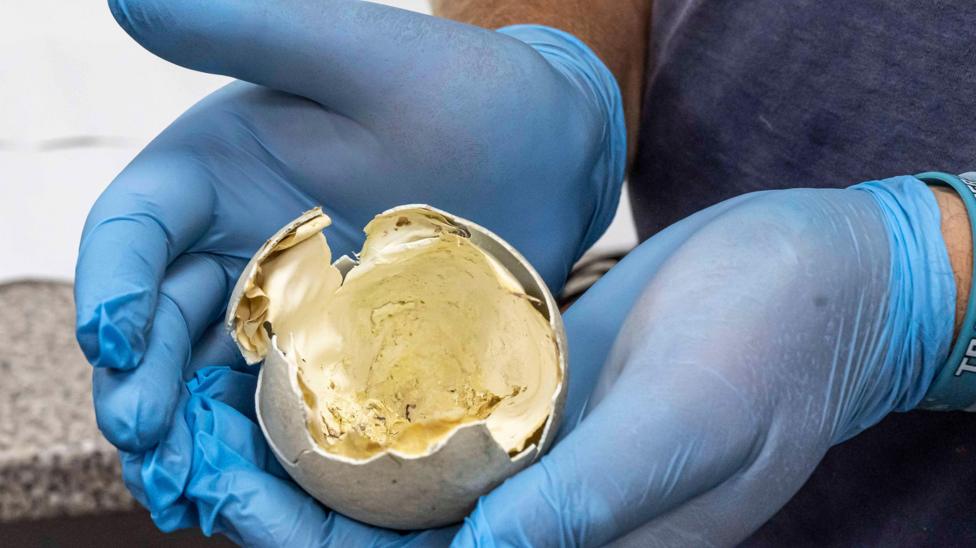 A tennis ball sized hatched egg from a king penguin. The egg appears to have a thick white lining type material inside.