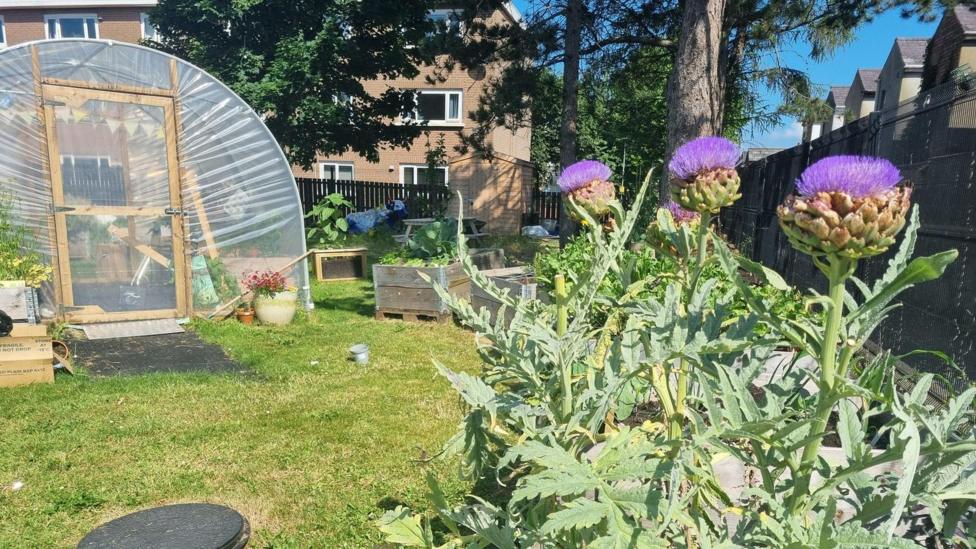 A sunny backyard garden with scotch thistles and a greenhouse. Plants In the background are mature trees, neighboring brick houses, a picnic table, and various potted plants, creating a lively urban garden setting.