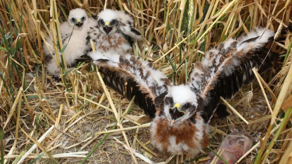 A handout photograph of three small fluffy harrier chicks.