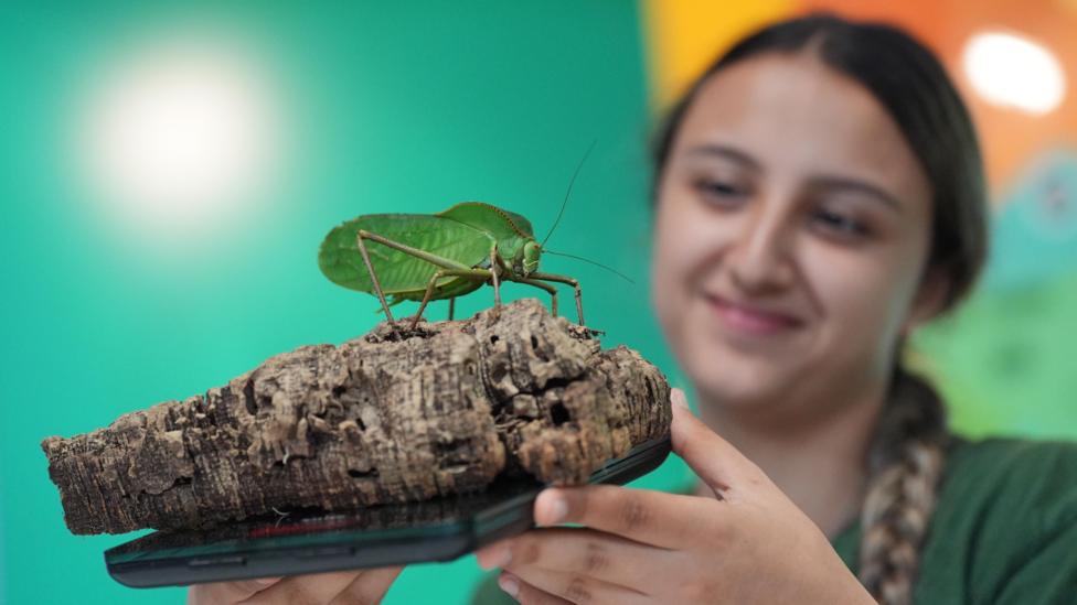 A zoo worker holds a small log and a weighing scale. The katydid, a bright green insect similar in appearance to a large grasshopper, sits atop the log.