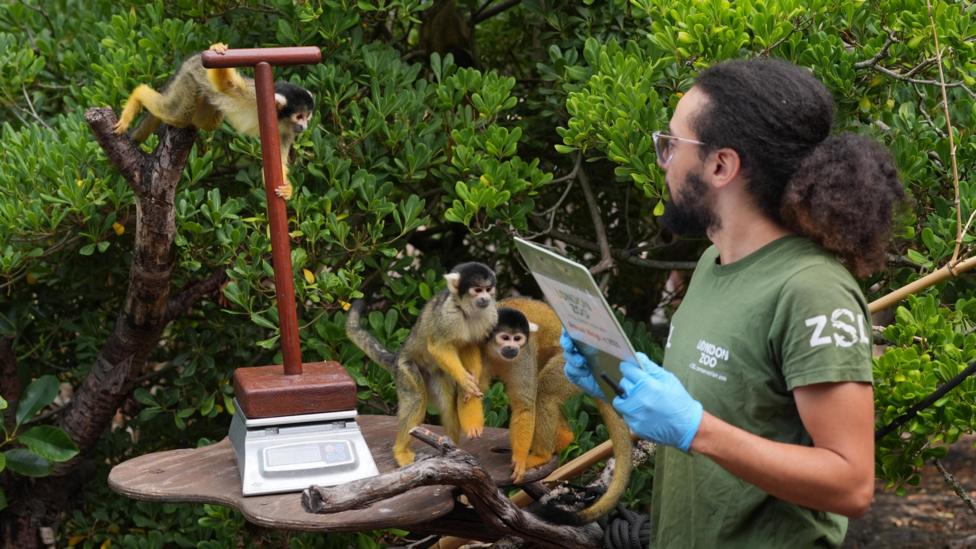Three Bolivian black-capped squirrel monkeys swing and huddle near a wooden pole placed on a weighing scale while a zookeeper takes notes
