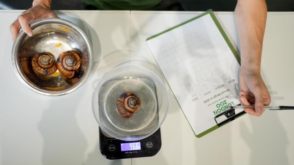 Brown Vietnamese snails are placed in a plastic bowl on a set of scales. A zookeeper takes notes.