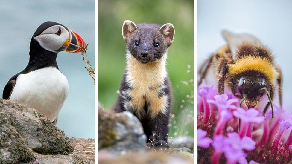 A composite picture featuring an Atlantic puffin on a rock, a pine marten and a bumblebee on a plant.