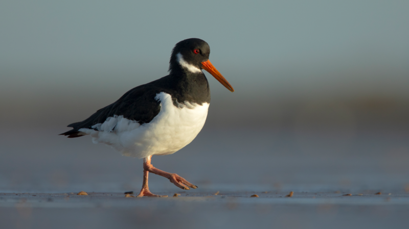 An oystercatcher walking alone on a beach. It is black with a long pointy orange beak, and a large white breast and underside, and pinkish legs. It has a red eye. 