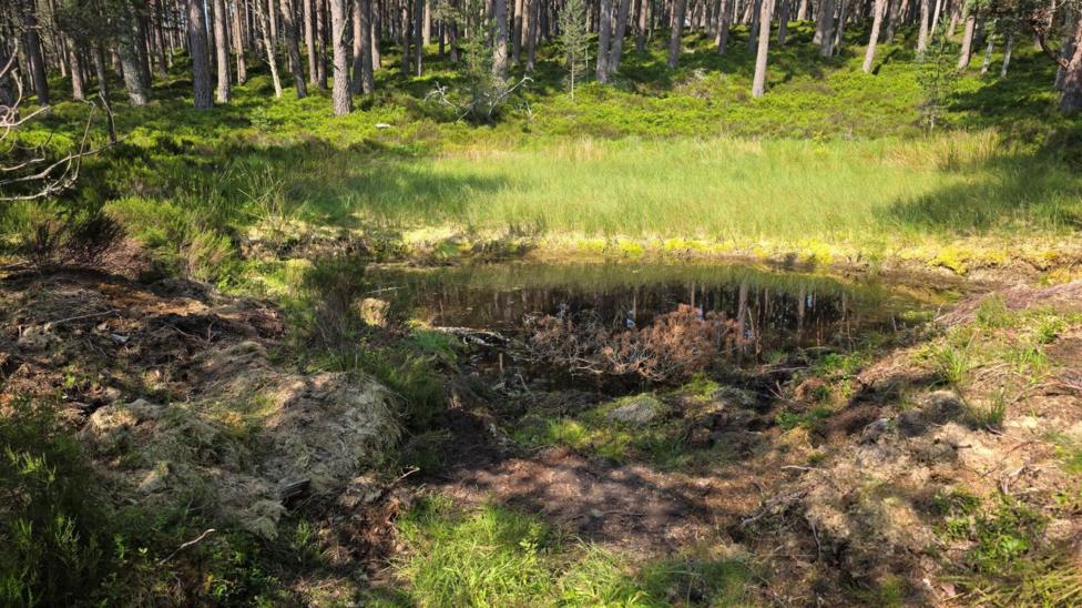 A small pool of water at the edge of a woodland.