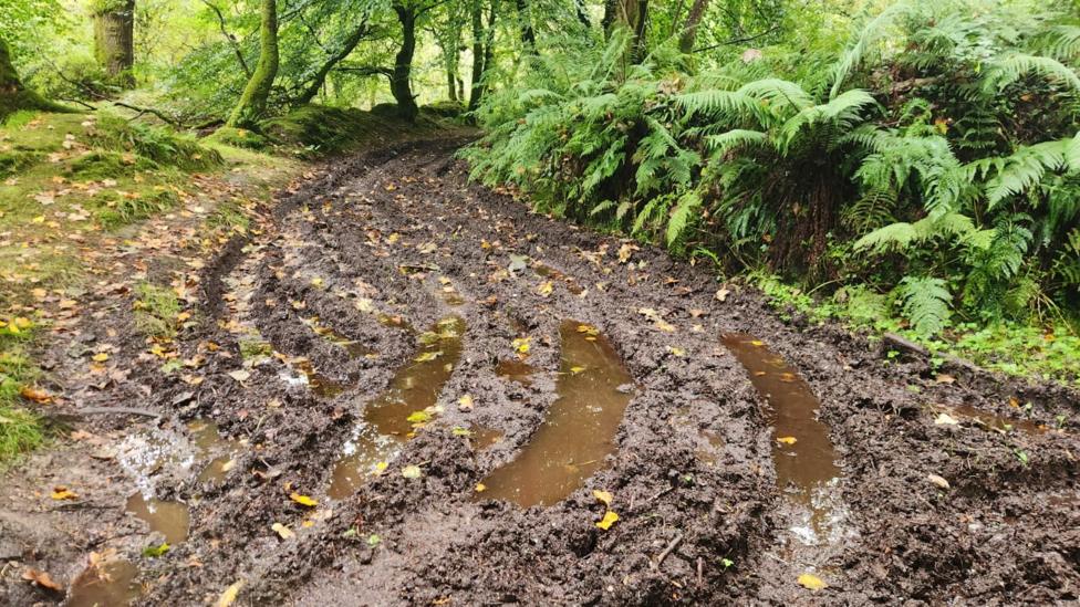 A mucky track within the forest 