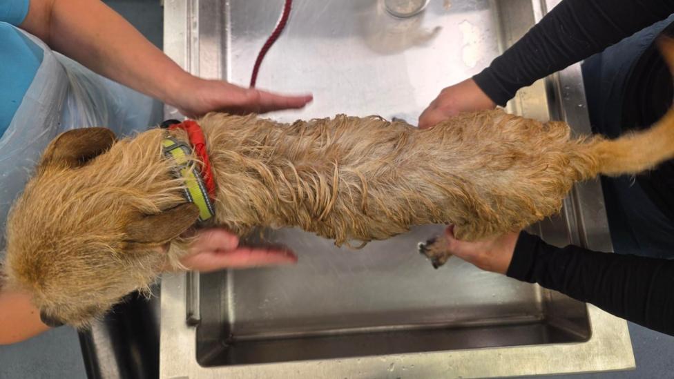 A bird eye view of a dirty blonde terrier cross dog. He has a yellow lead around his neck as two vets hold him from either side as he sits in a sink. 
