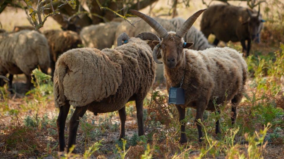 Several sheep are gathered in a lightly wooded area with dry vegetation. In the foreground, a brown-and-cream sheep with long curved horns wears a black GPS collar around its neck, while other sheep graze in the background.
