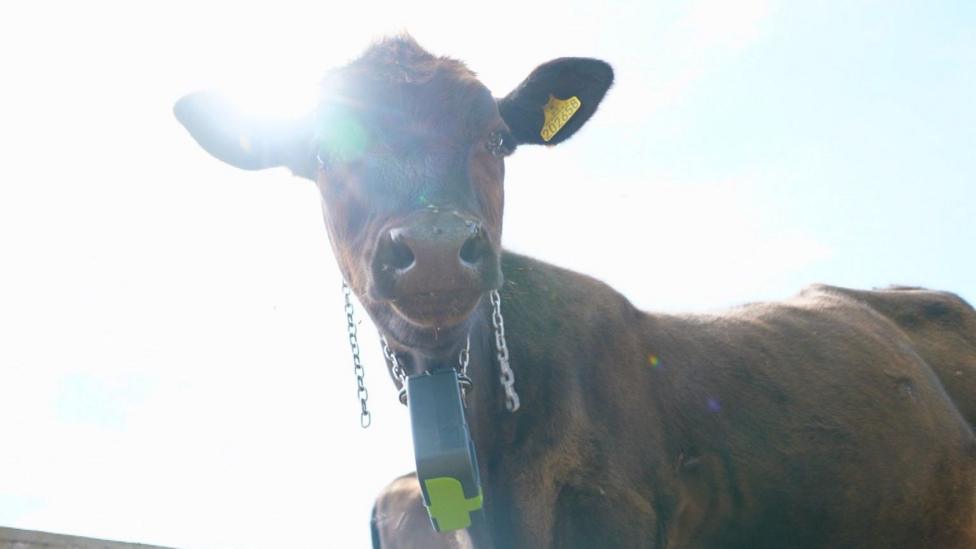 Close-up, low-angle view of a dark brown cow standing outdoors under a bright blue sky. The sun shines directly behind the cow’s head, creating strong backlighting and lens flare. The cow wears a GPS collar and a yellow identification tag on one ear. Part of another cow is visible in the background on the right, and a fence can be seen along the lower edge of the image.