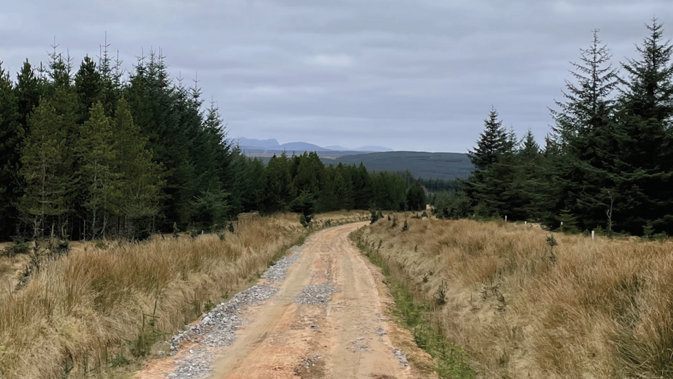 A view down a rough track between an area of thick, commercial forestry. In the distance is more forestry and mountains.