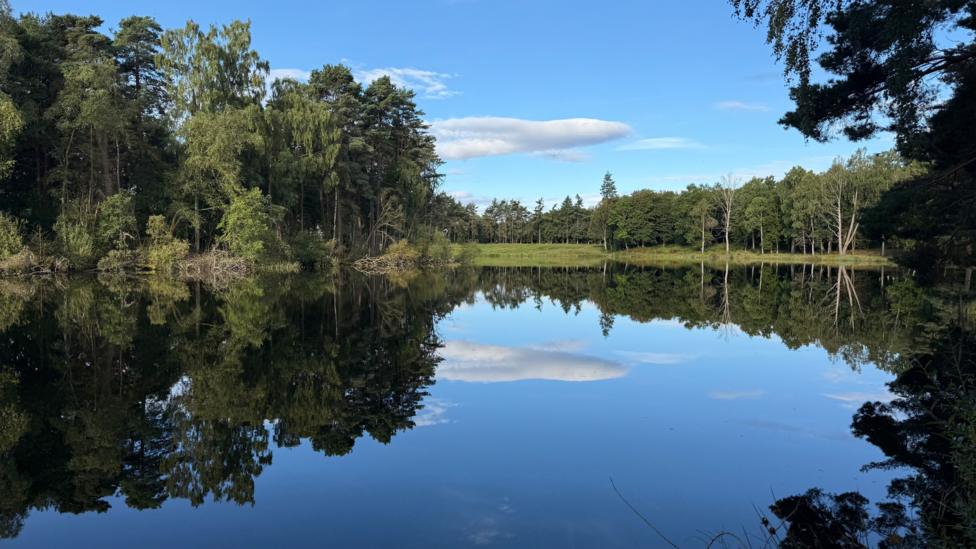 A calm woodland lake reflects surrounding trees and a blue sky, creating a near-perfect mirror image across the water.