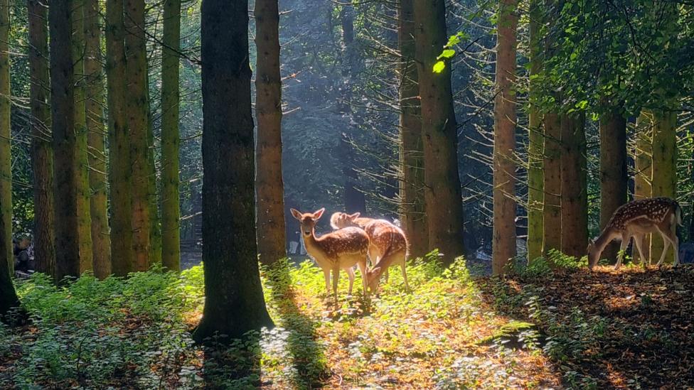 Several deer stand in a sunlit clearing within Dean Castle Country Park, surrounded by tall woodland trees.