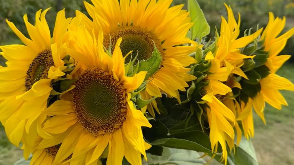 Close-up of a vibrant bouquet of sunflowers with bright yellow petals and large brown centres.